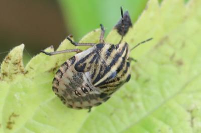 Graphosoma italicum