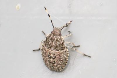 <i>Rhaphigaster nebulosa</i>