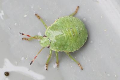 <i>Palomena prasina</i>