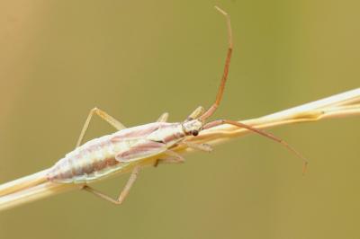 <i>Leptopterna ferrugata</i>