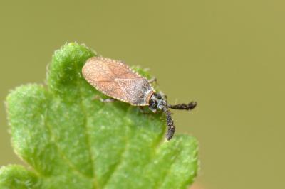 <i>Copium clavicorne</i>