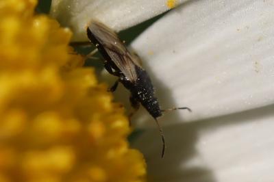 <i>Metopoplax ditomoides</i>