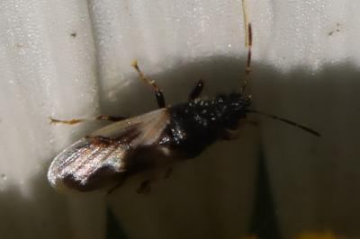 <i>Metopoplax ditomoides</i>