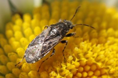 <i>Heterogaster urticae</i>