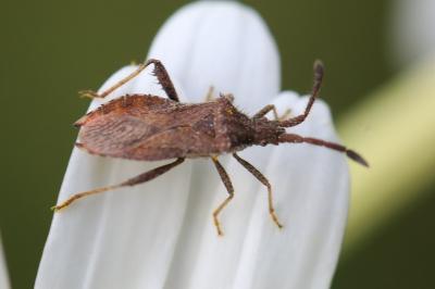 <i>Coriomeris denticulatus</i>