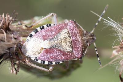 <i>Dolycoris baccarum</i>