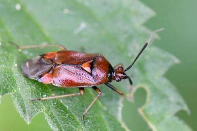 <i>Deraeocoris ruber</i>