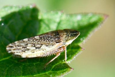 <i>Aphrodes makarovi</i>