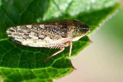<i>Aphrodes makarovi</i>