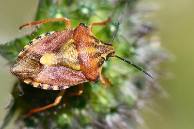 <i>Carpocoris purpureipennis</i>