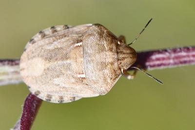 <i>Eurygaster maura</i>