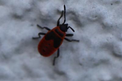 <i>Pyrrhocoris apterus</i>