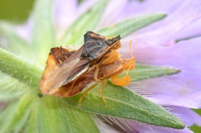 <i>Phymata crassipes</i>