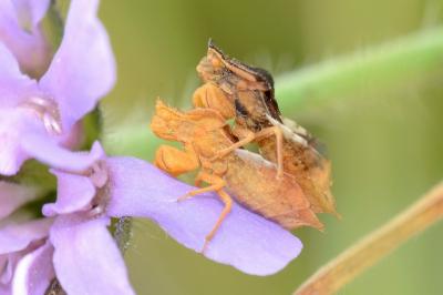 <i>Phymata crassipes</i>