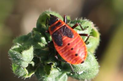 <i>Pyrrhocoris apterus</i>