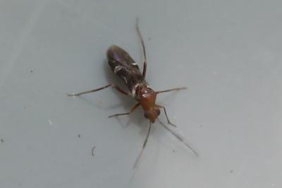 <i>Mimocoris</i>
