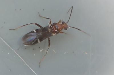 <i>Mimocoris</i>