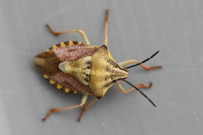 <i>Carpocoris purpureipennis</i>