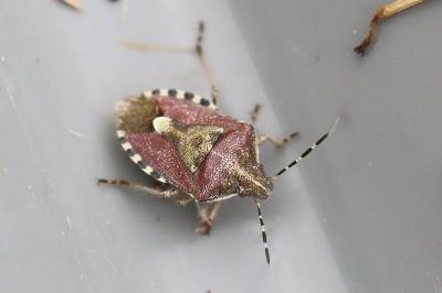 <i>Dolycoris baccarum</i>