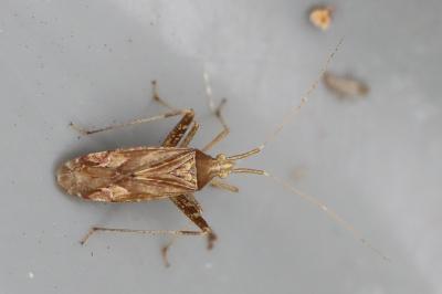 <i>Phytocoris austriacus</i>