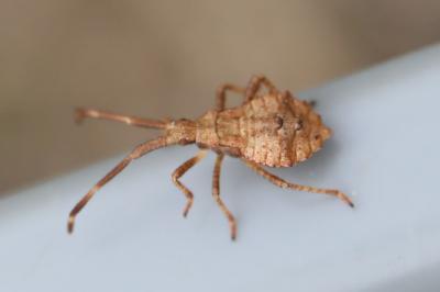 <i>Coreus marginatus</i>