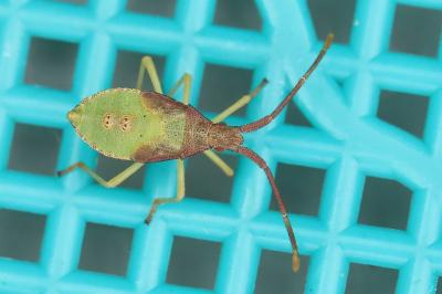 <i>Gonocerus acuteangulatus</i>