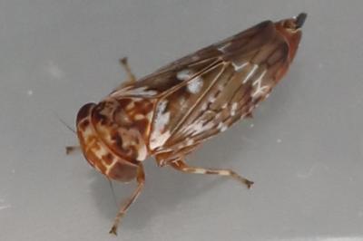 <i>Balcanocerus larvatus</i>