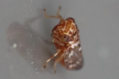<i>Balcanocerus larvatus</i>