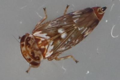 <i>Balcanocerus larvatus</i>