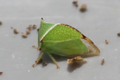 <i>Stictocephala alta</i>