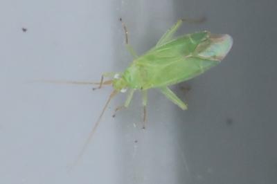 <i>Blepharidopterus diaphanus</i>