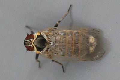 <i>Hyalesthes obsoletus</i>