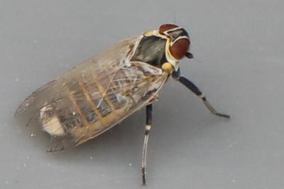 <i>Hyalesthes obsoletus</i>