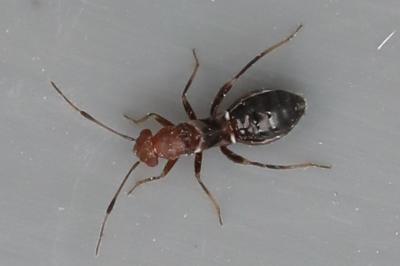 <i>Mimocoris</i>