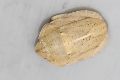 <i>Eurygaster austriaca</i>