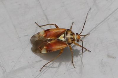 <i>Lygus pratensis</i>