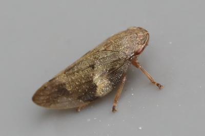 <i>Aphrophora alni</i>