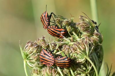 <i>Graphosoma</i>