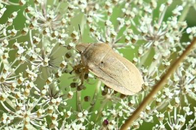 <i>Eurygaster</i>