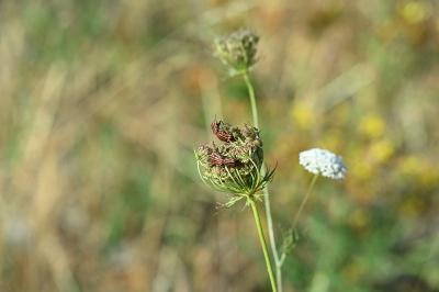 <i>Graphosoma italicum</i>