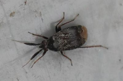 <i>Mesopsallus mali</i>