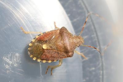 <i>Peribalus strictus</i>