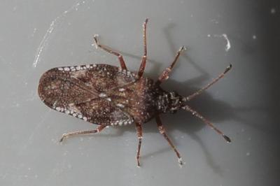 <i>Physatocheila dumetorum</i>