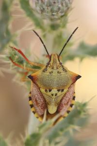 Carpocoris mediterraneus