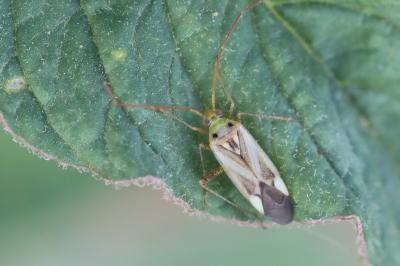 <i>Adelphocoris lineolatus</i>