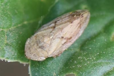 <i>Philaenus spumarius</i>