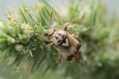 <i>Lygus pratensis</i>