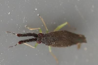 <i>Heterotoma planicornis</i>