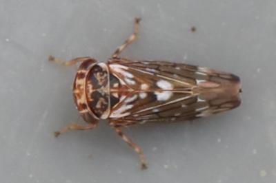 <i>Balcanocerus larvatus</i>