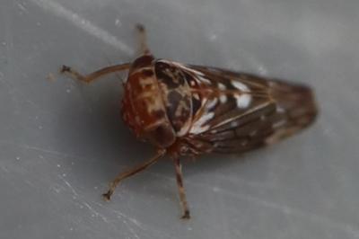 <i>Balcanocerus larvatus</i>